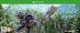 biomutant atomic xbox